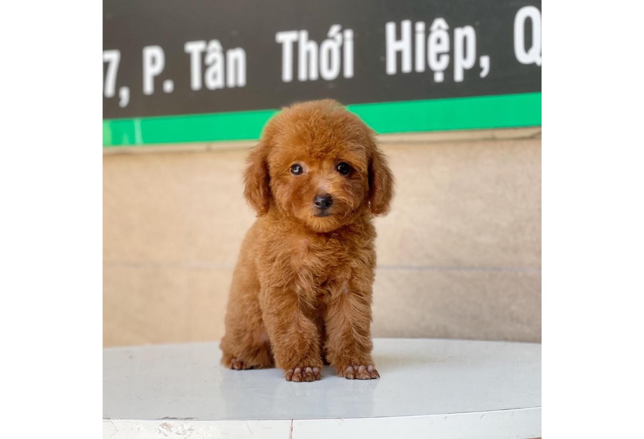 Poodle Toy - Màu Nâu (MS 06)