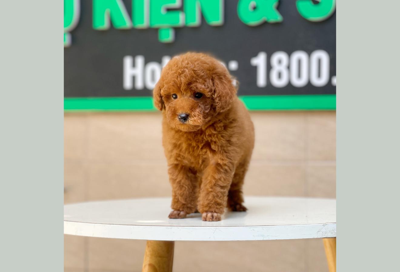 Poodle Toy - Màu Nâu (MS 11)