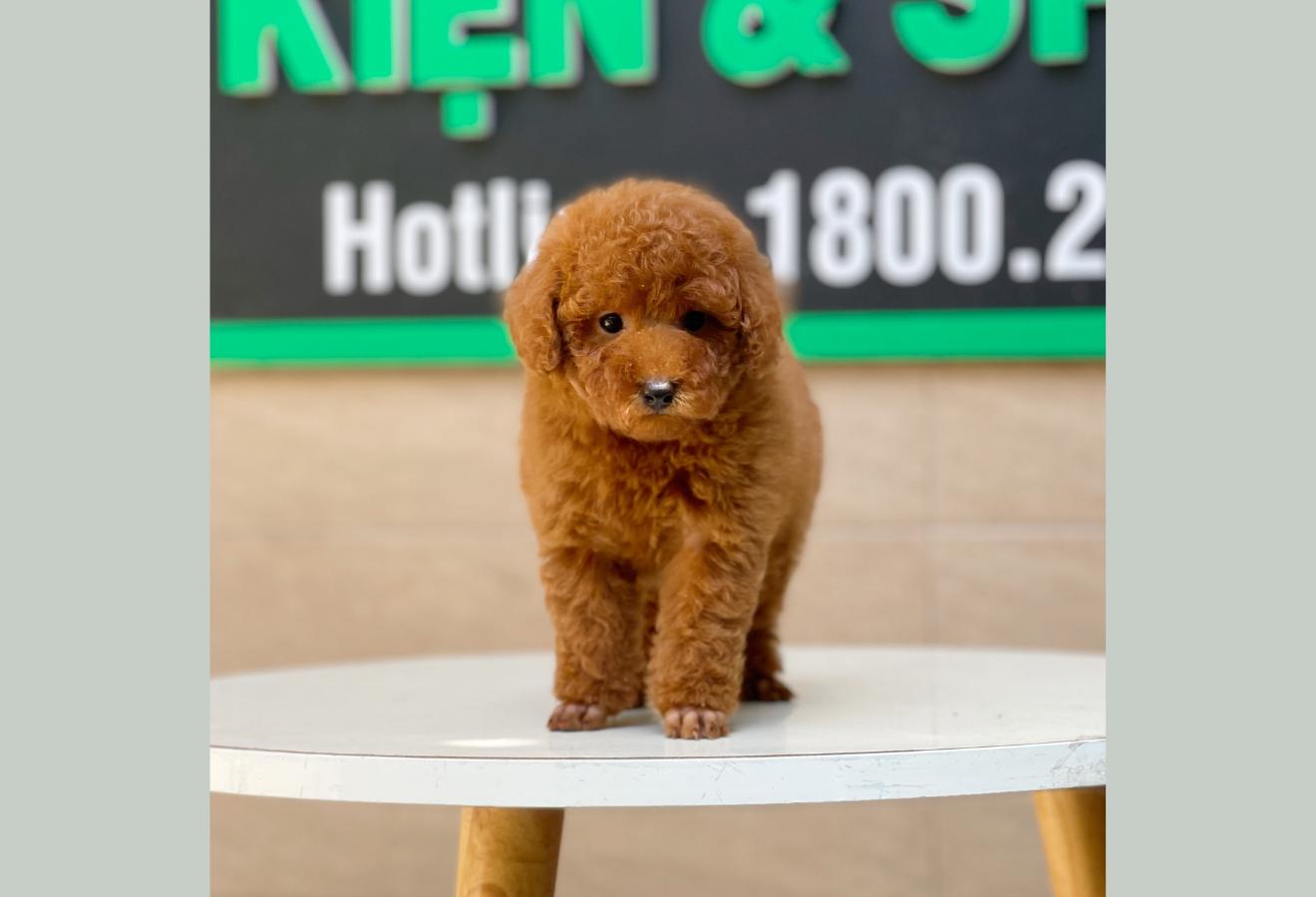 Poodle Toy - Màu Nâu (MS 11)