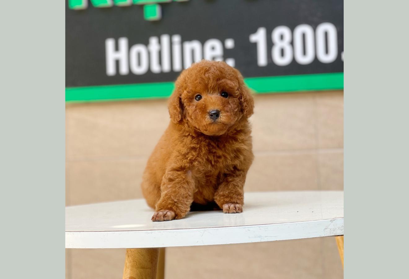 Poodle Toy - Màu Nâu (MS 11)