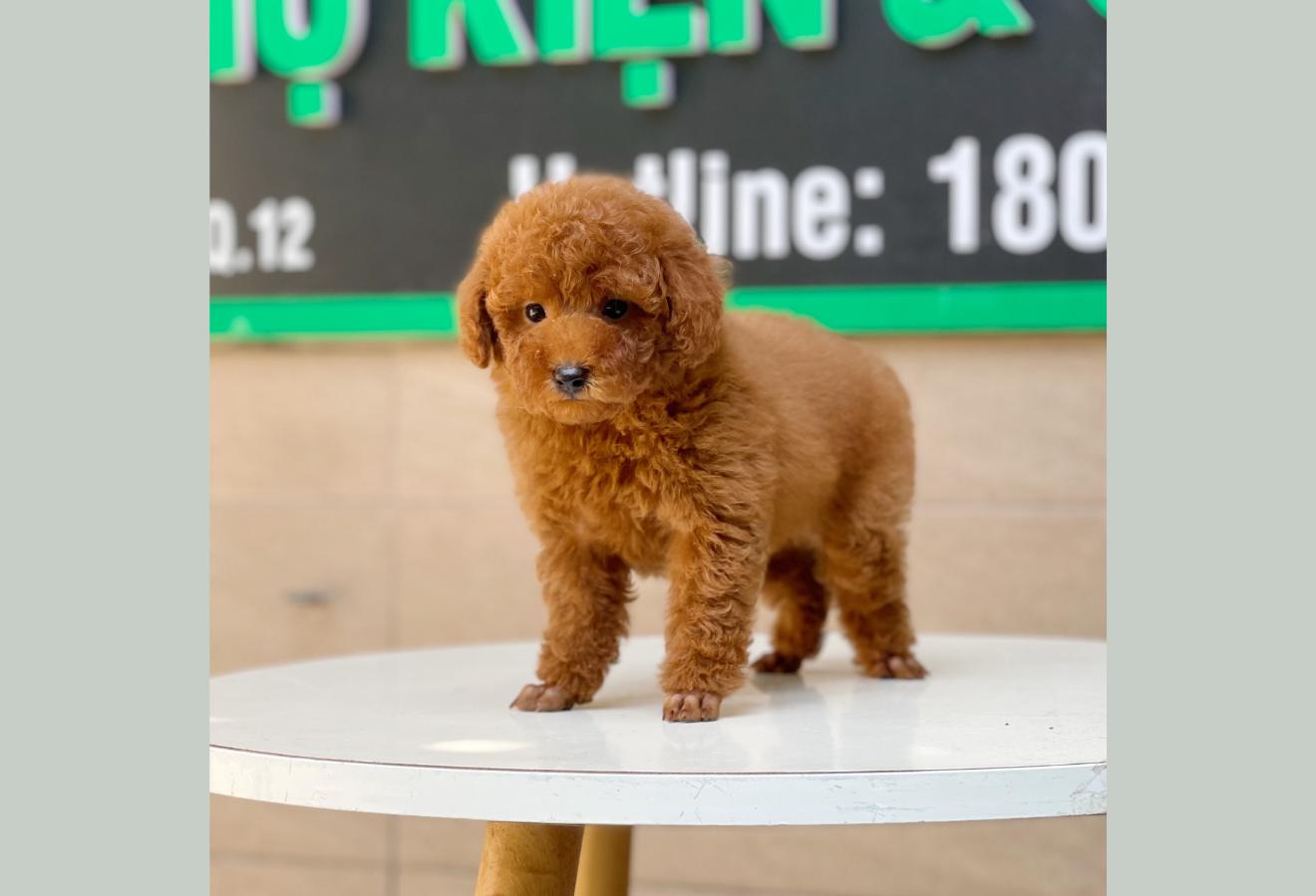 Poodle Toy - Màu Nâu (MS 11)