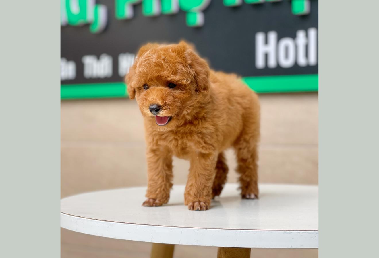 Poodle Toy - Màu Nâu (MS 12)