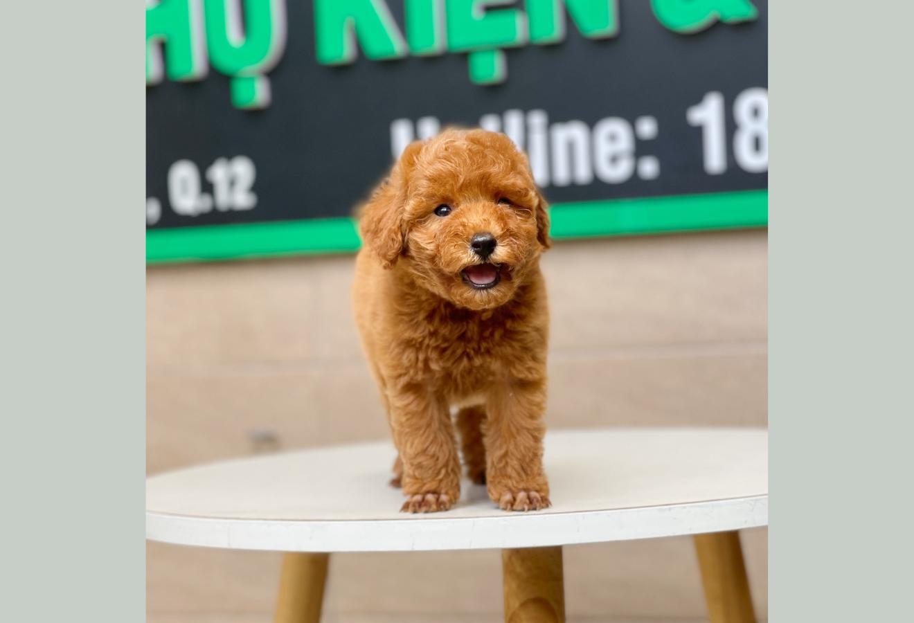 Poodle Toy - Màu Nâu (MS 12)