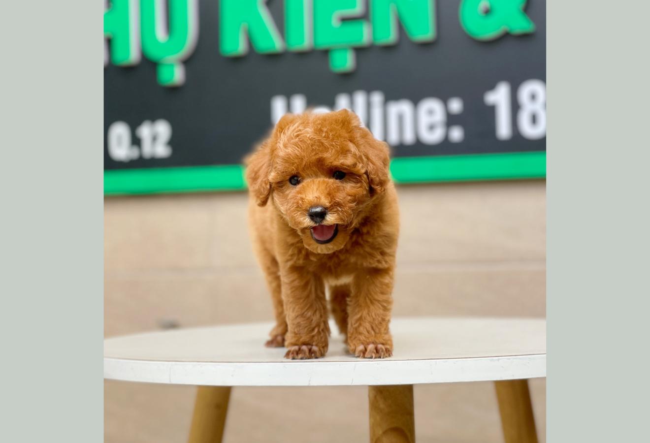 Poodle Toy - Màu Nâu (MS 12)