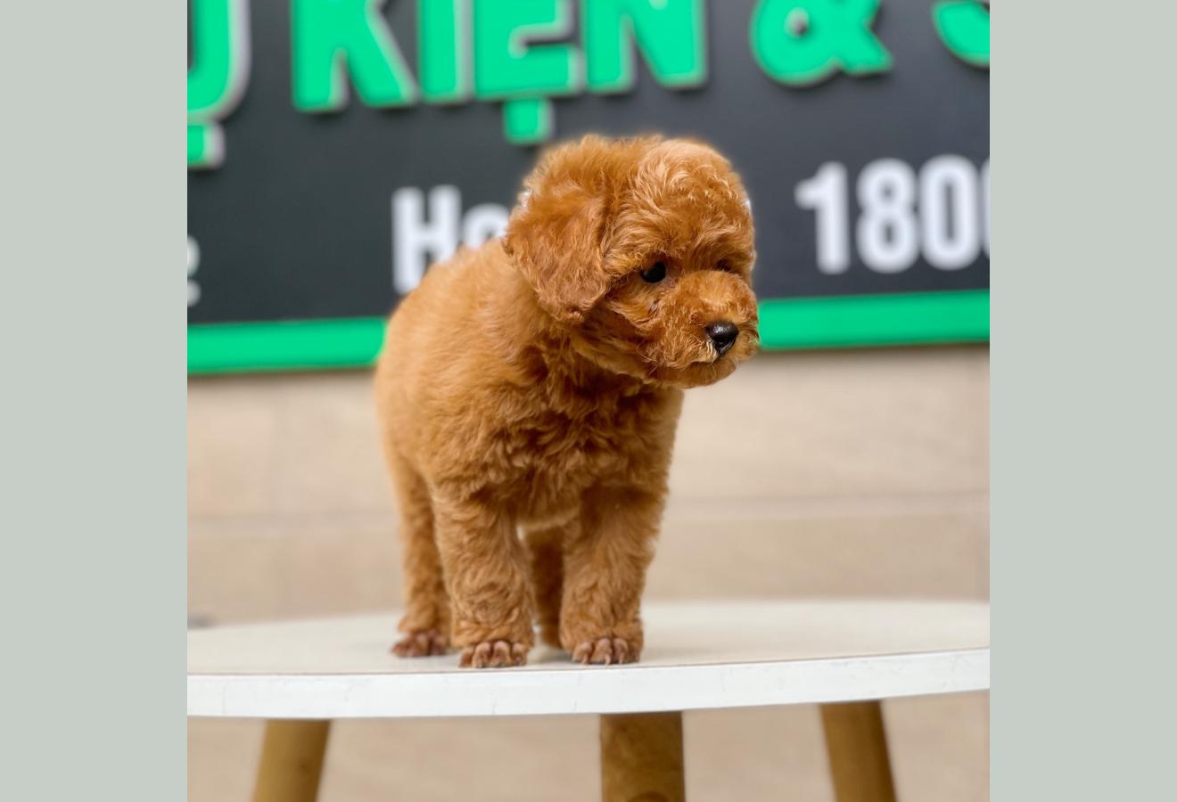 Poodle Toy - Màu Nâu (MS 12)