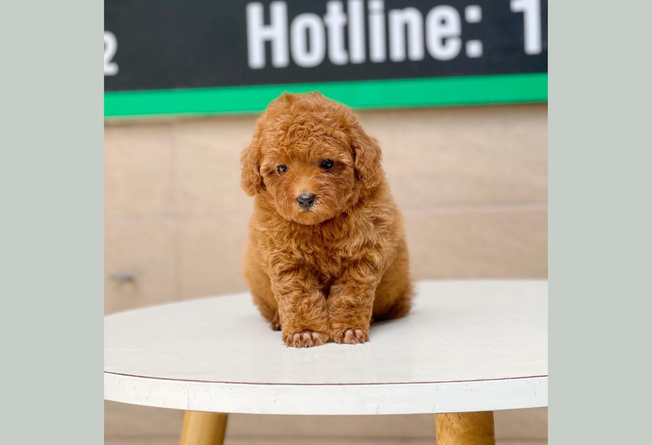Poodle Toy - Màu Nâu (MS 13)