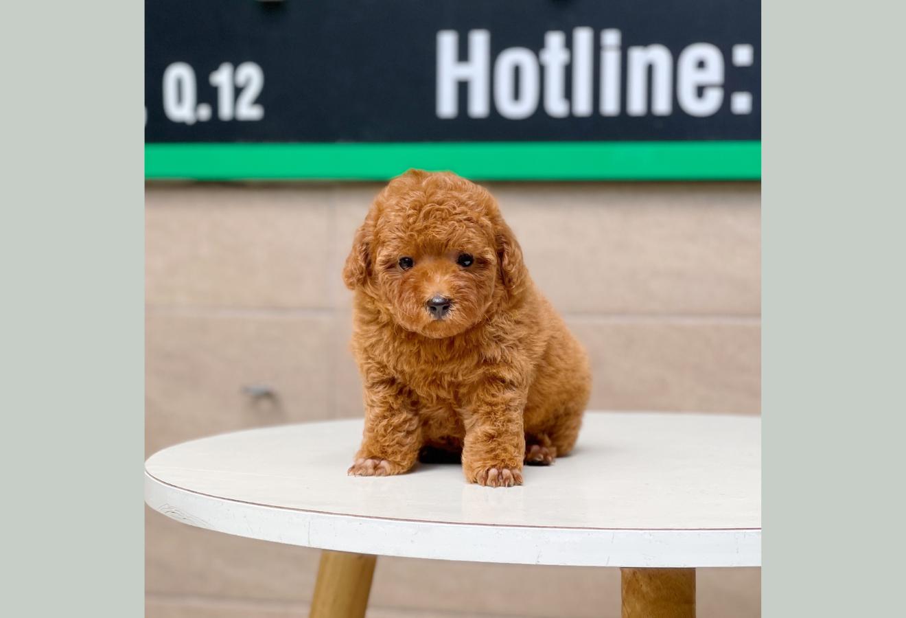 Poodle Toy - Màu Nâu (MS 13)