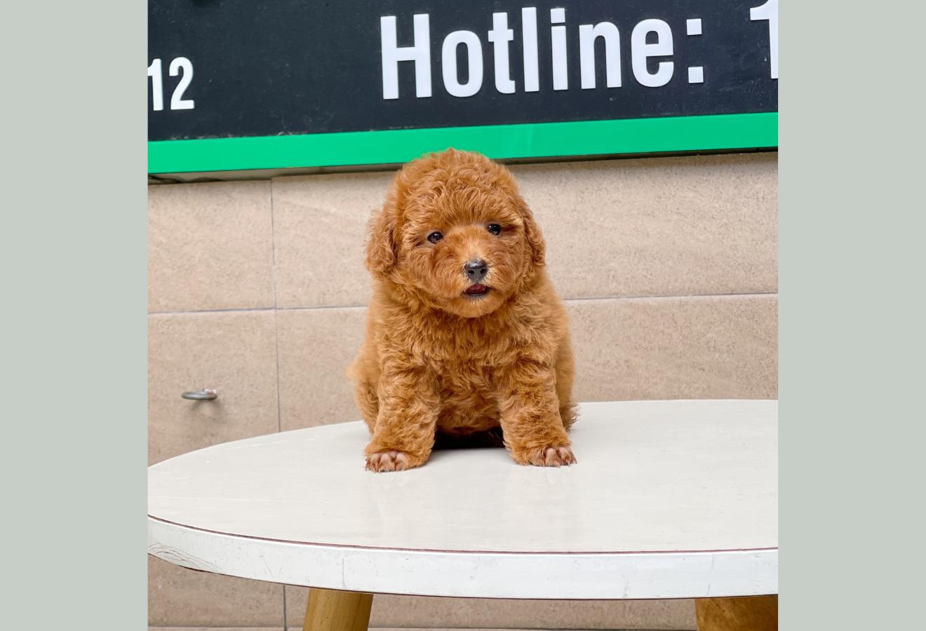 Poodle Toy - Màu Nâu (MS 13)