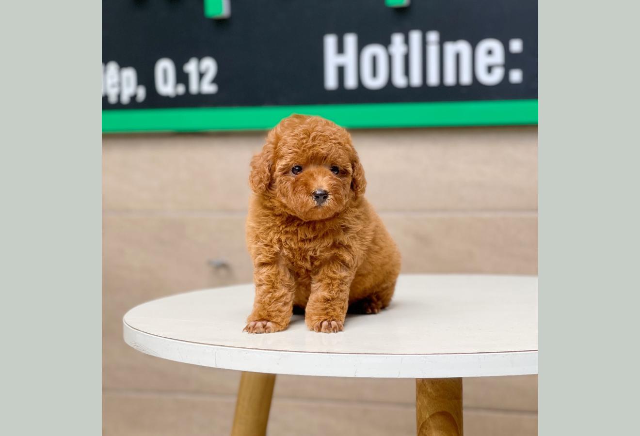 Poodle Toy - Màu Nâu (MS 13)