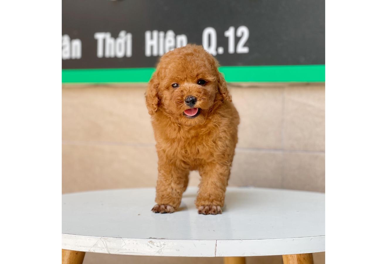 Poodle Toy - Màu Nâu (MS 07)