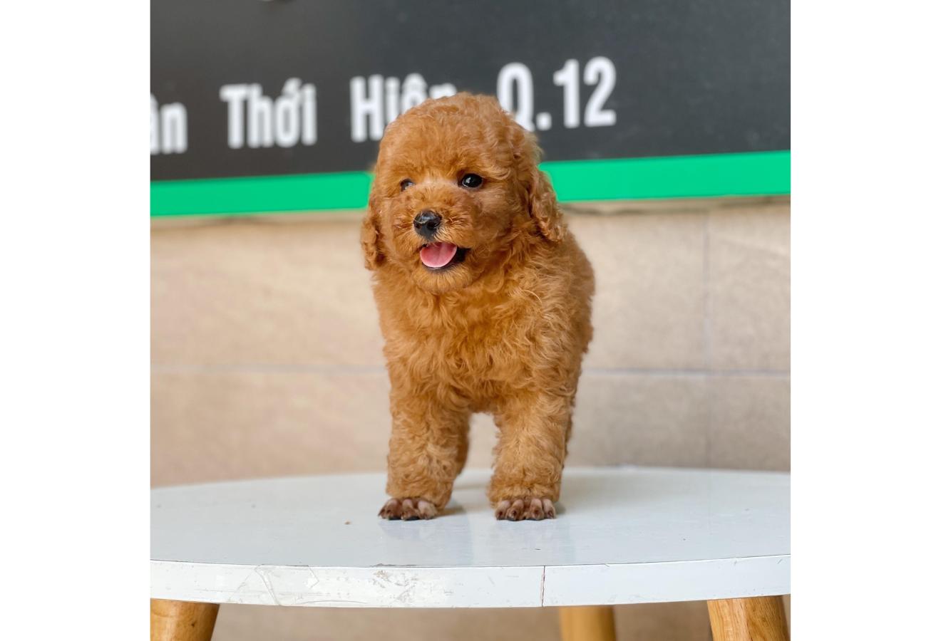 Poodle Toy - Màu Nâu (MS 07)