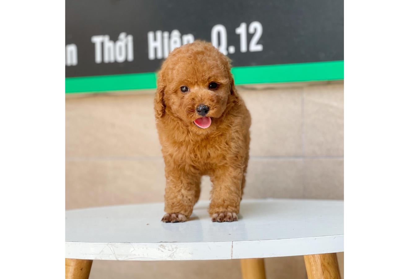 Poodle Toy - Màu Nâu (MS 07)