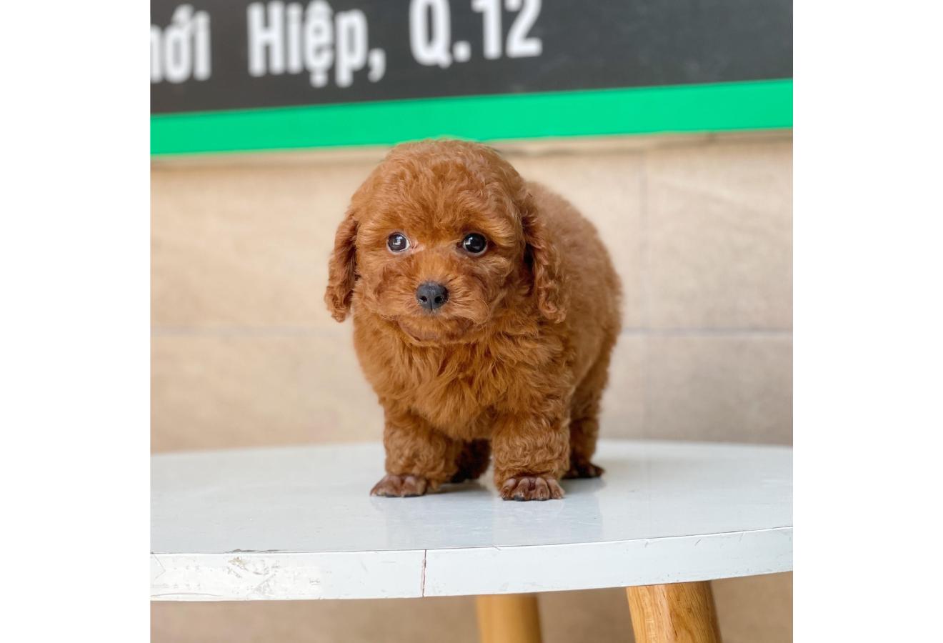 Poodle Toy - Màu Nâu (MS 08)