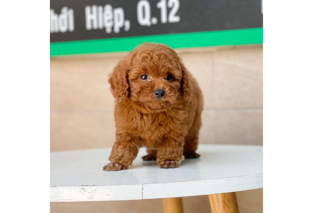Poodle Toy - Màu Nâu (MS 08)