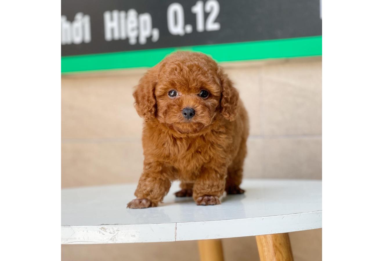 Poodle Toy - Màu Nâu (MS 08)