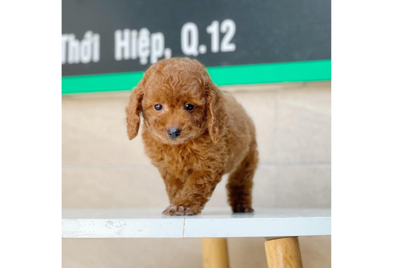 Poodle Toy - Màu Nâu (MS 09)