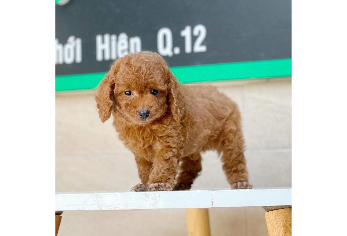 Poodle Toy - Màu Nâu (MS 09)