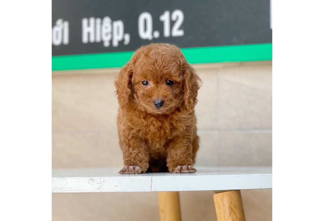 Poodle Toy - Màu Nâu (MS 09)