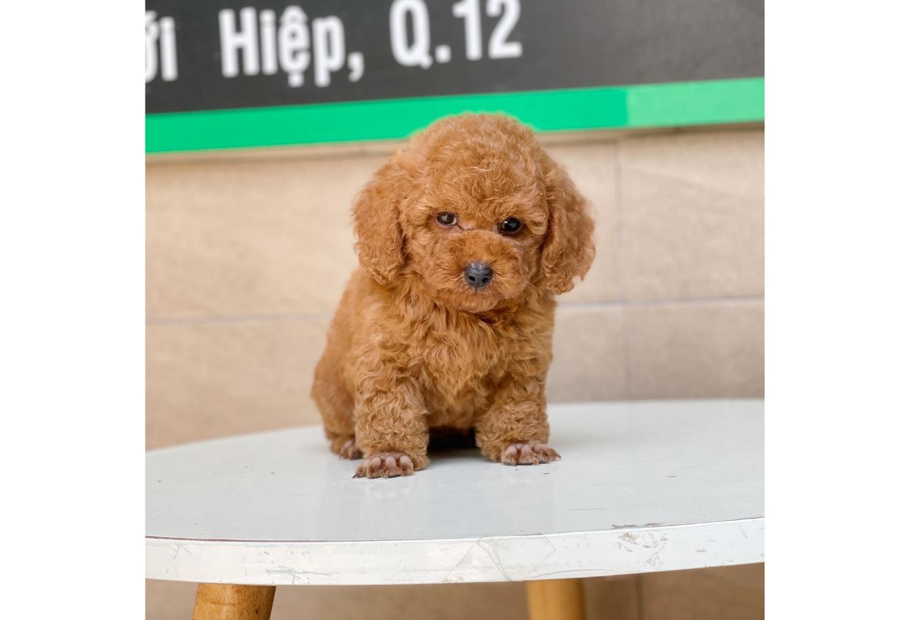 Poodle Toy - Màu Nâu (MS 10)