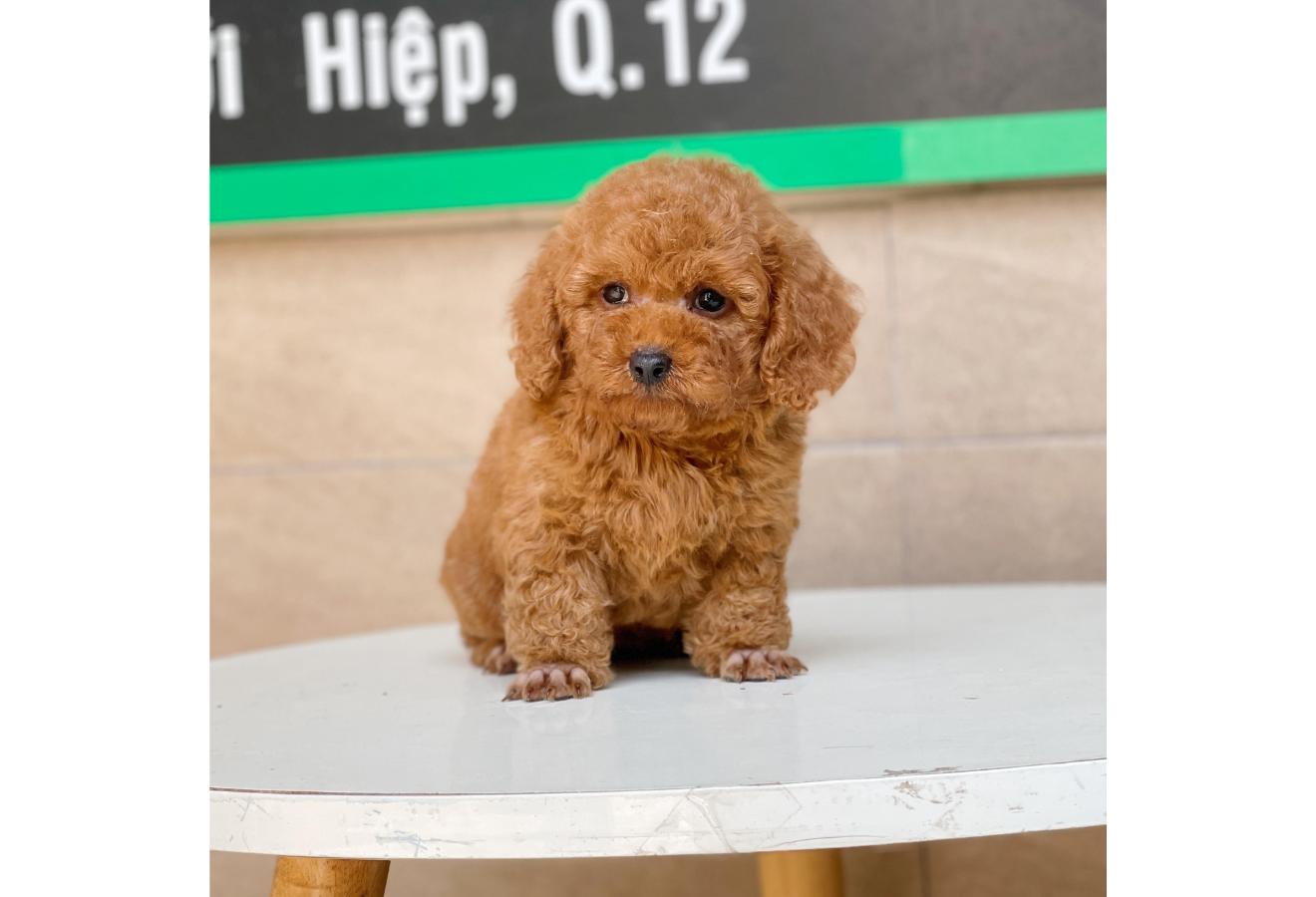 Poodle Toy - Màu Nâu (MS 10)