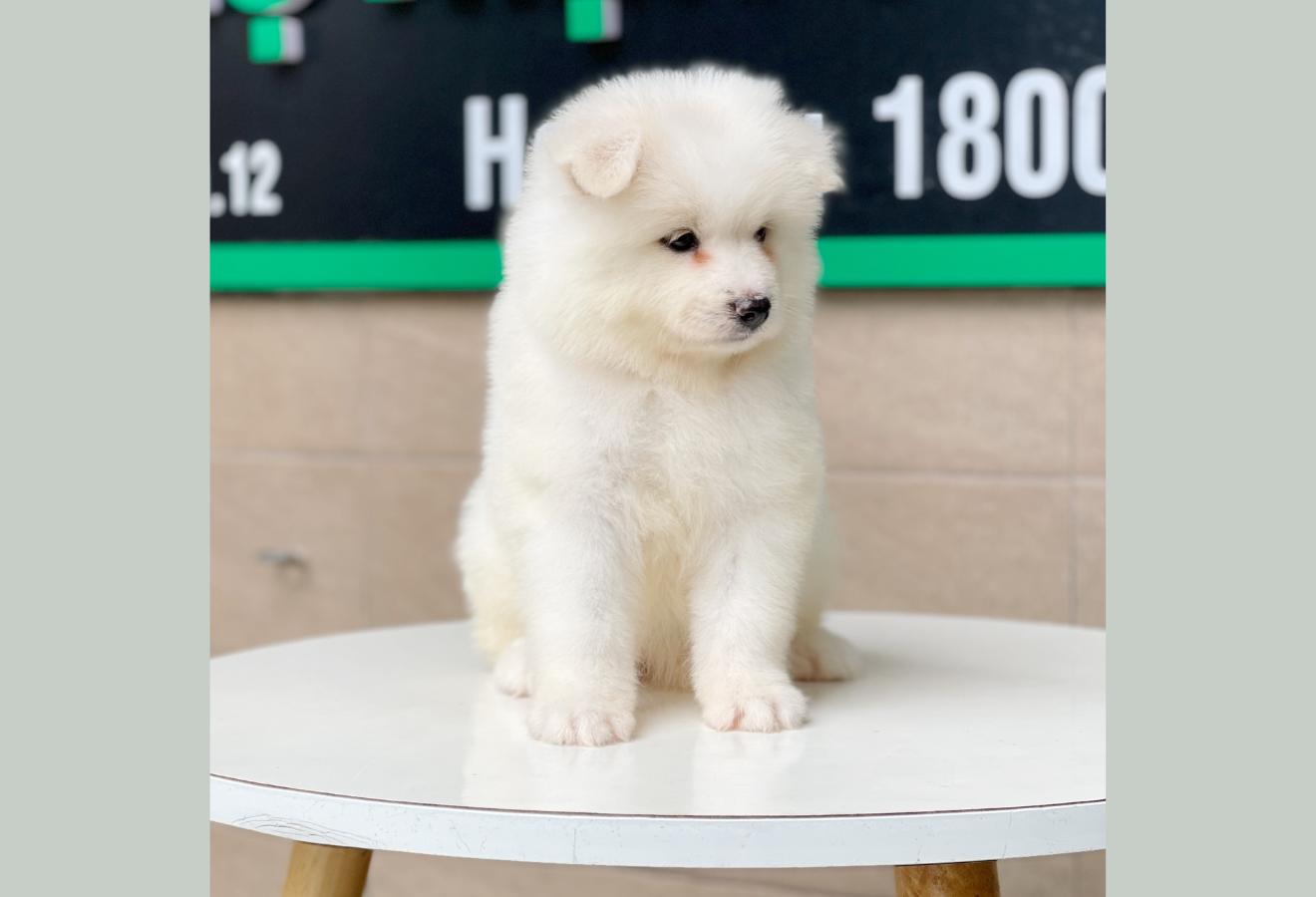 Samoyed - Màu Trắng (MS 01)