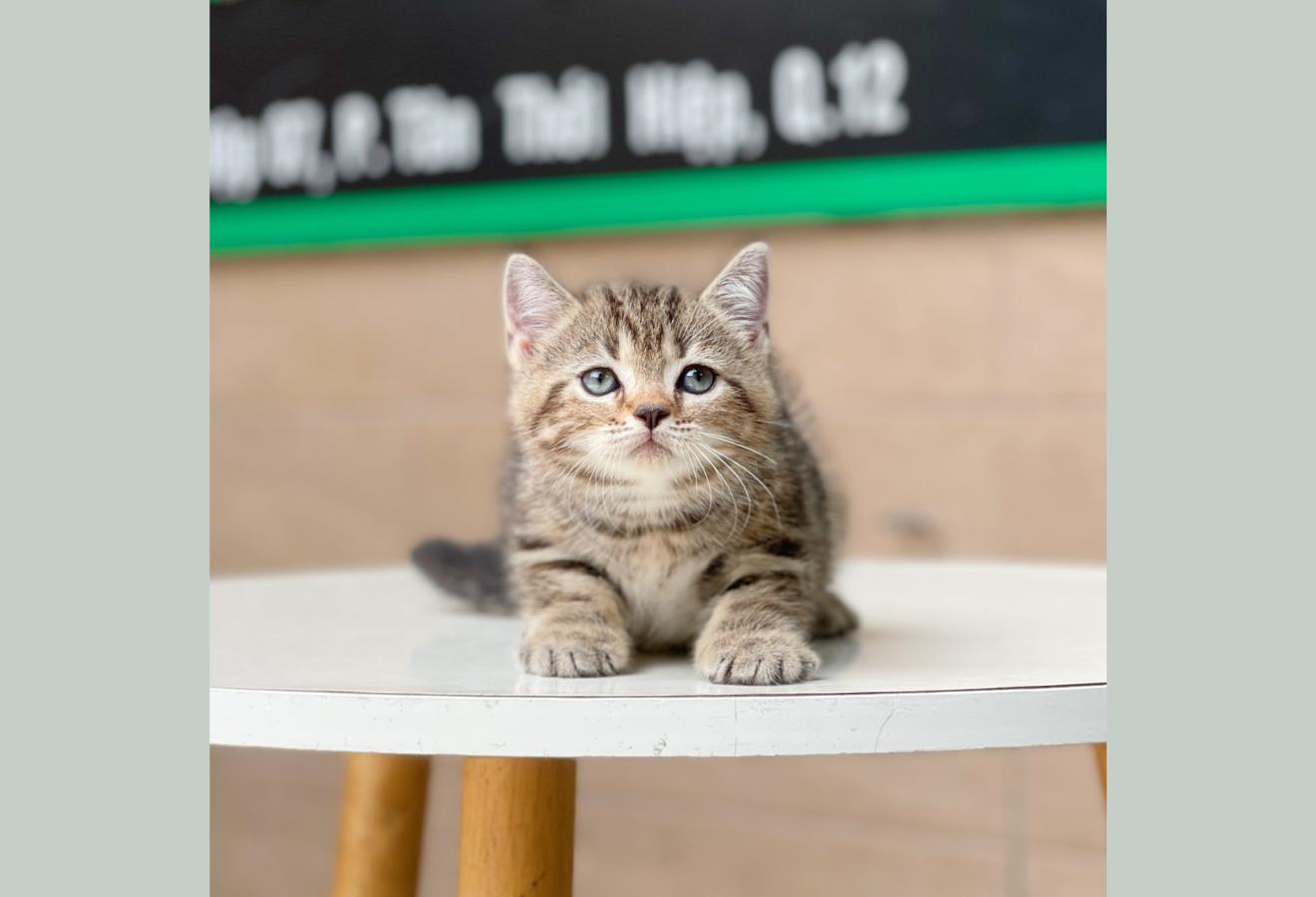 Anh Lông Ngắn - Màu Tabby Brown (MS 01)