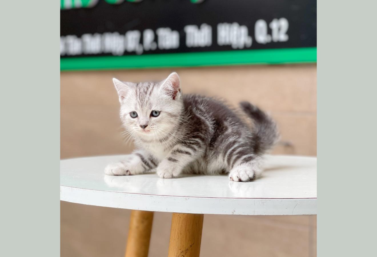 Anh Lông Ngắn - Màu Tabby Silver (MS 01)