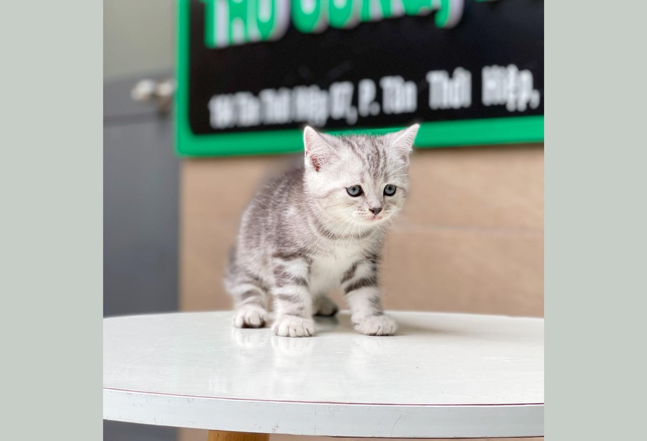 Anh Lông Ngắn - Màu Tabby Silver (MS 01)