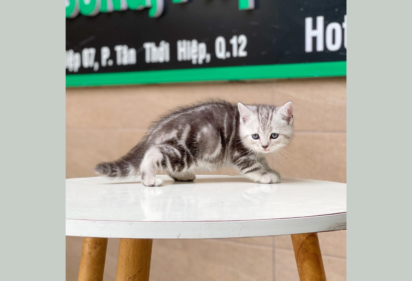 Anh Lông Ngắn - Màu Tabby Silver (MS 01)
