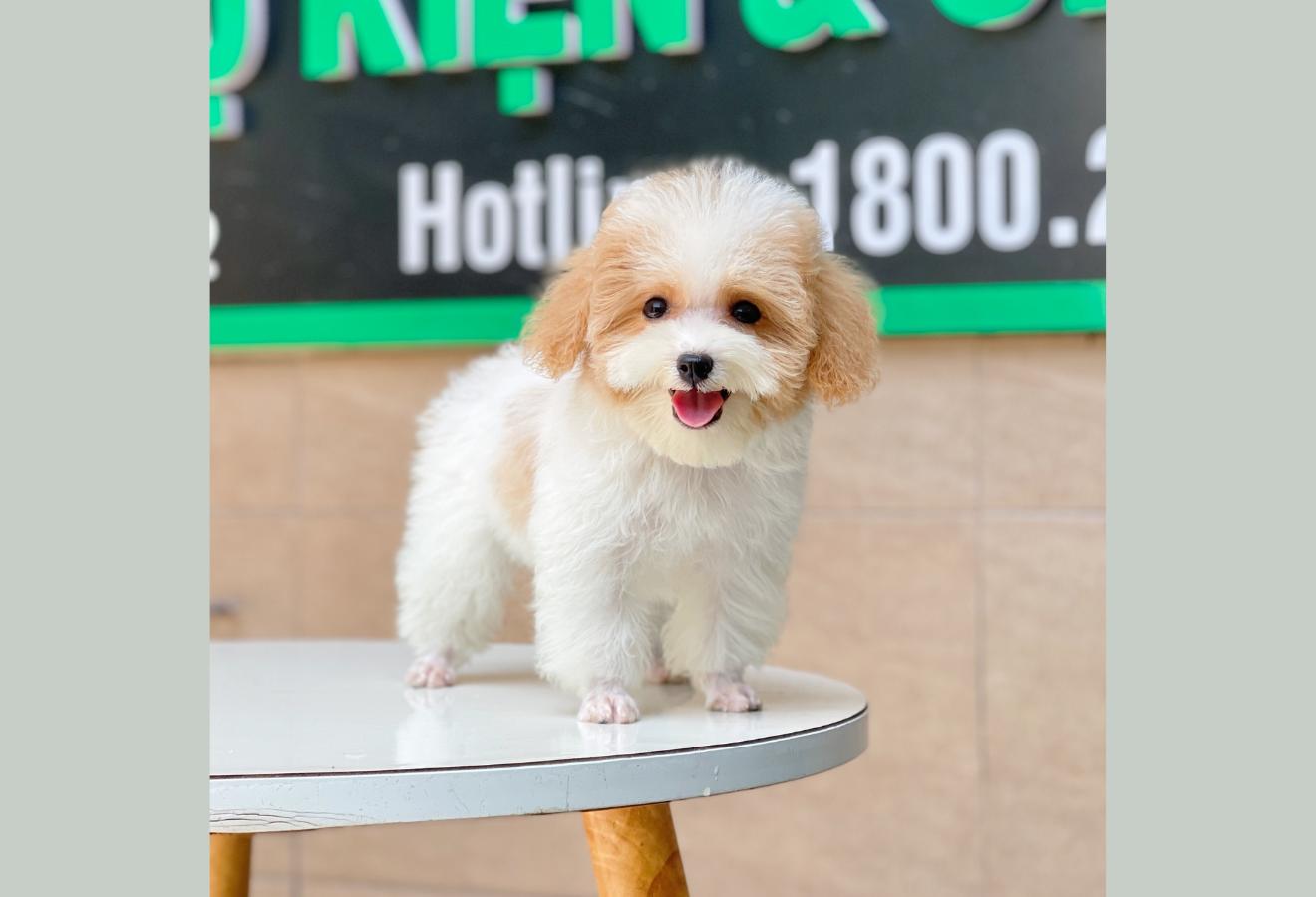 Poodle Tiny - Màu Bò Mơ (MS 02)
