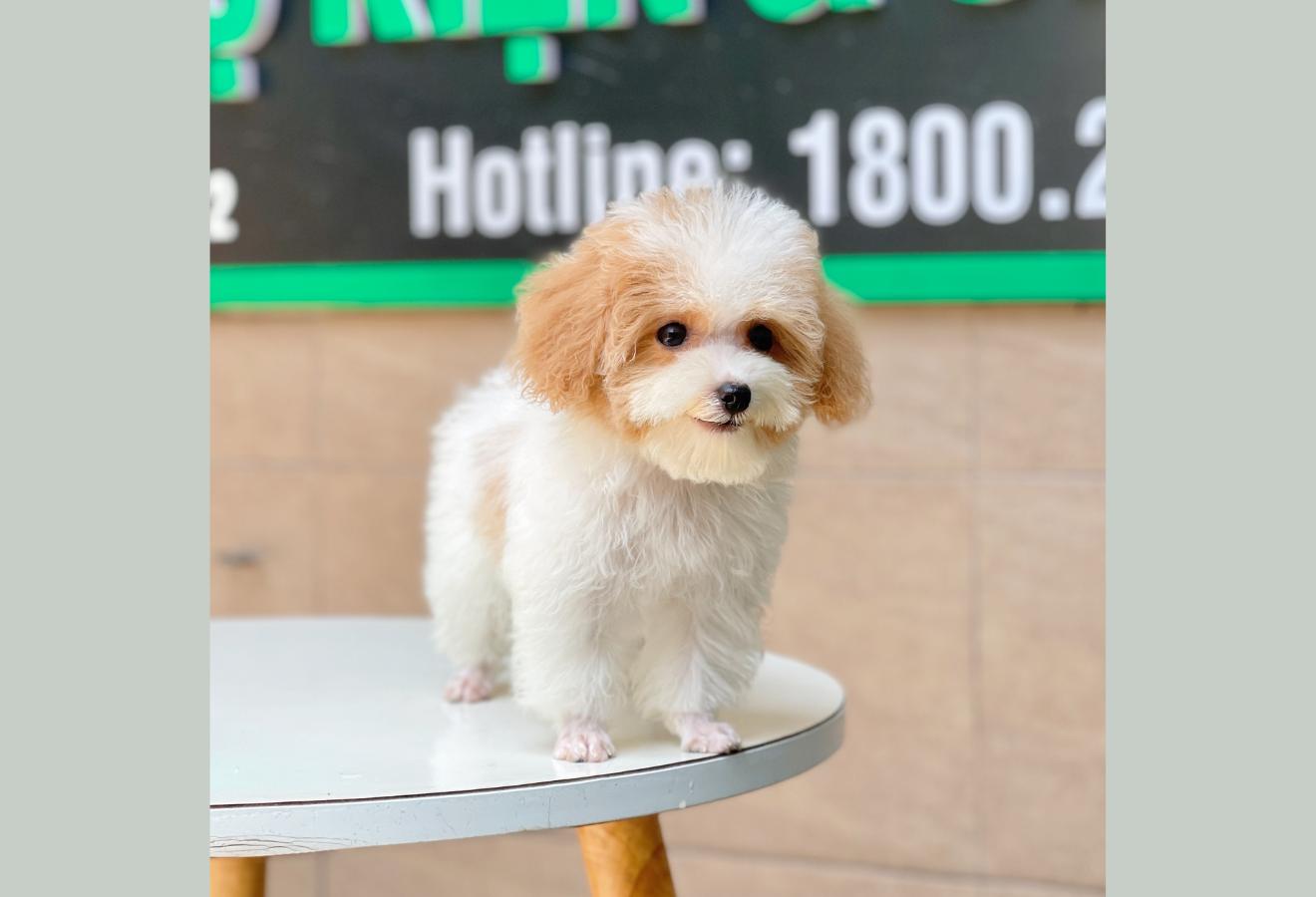 Poodle Tiny - Màu Bò Mơ (MS 02)