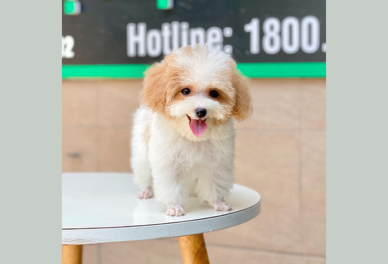 Poodle Tiny - Màu Bò Mơ (MS 02)