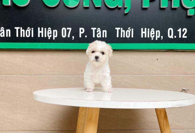 Poodle Tiny - Màu Trắng & Kem (MS 02)