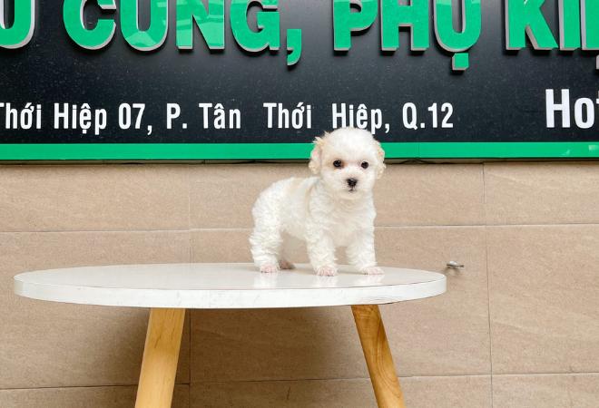 Poodle Tiny - Màu Trắng & Kem (MS 02)