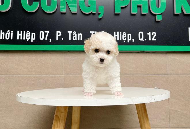 Poodle Tiny - Màu Trắng & Kem (MS 01)