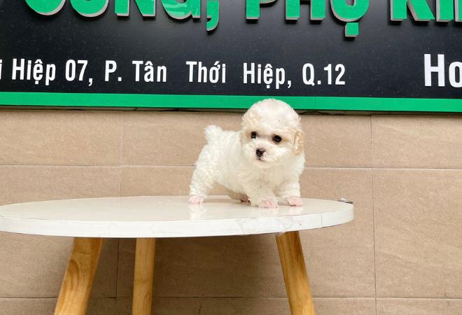 Poodle Tiny - Màu Trắng & Kem (MS 01)