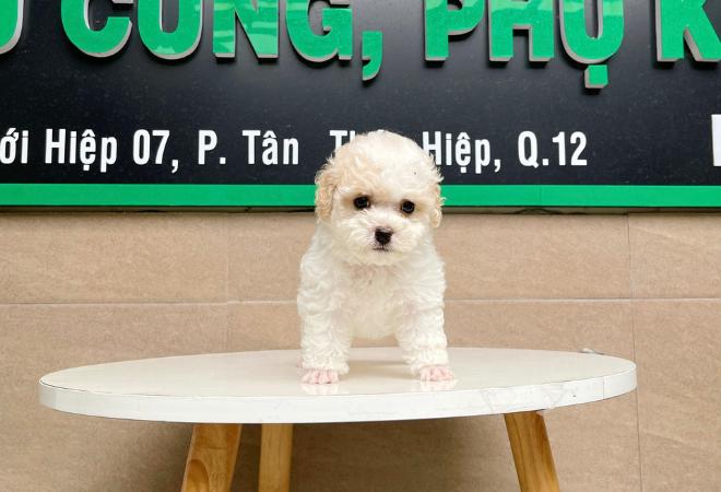 Poodle Tiny - Màu Trắng & Kem (MS 01)