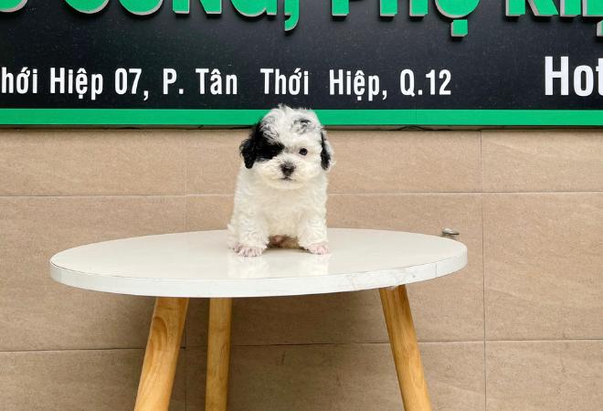 Poodle Tiny - Màu Bò Sữa (MS 02)