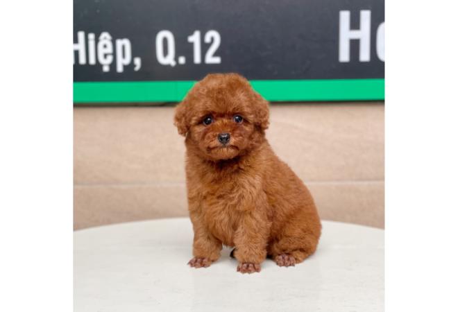 Poodle Tiny - Màu Nâu (MS 02)