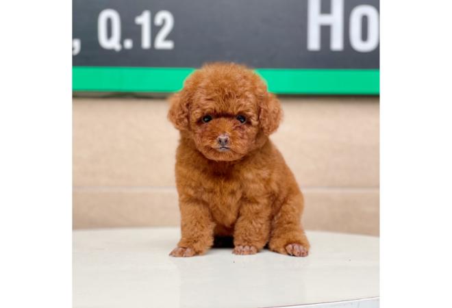 Poodle Tiny - Màu Nâu (MS 02)