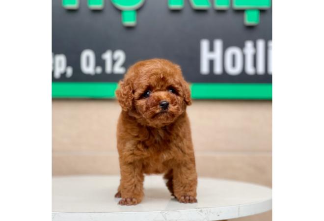 Poodle Tiny - Màu Nâu (MS 02)