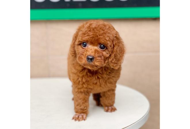 Poodle Tiny - Màu Nâu (MS 03)