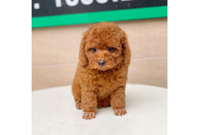 Poodle Tiny - Màu Nâu (MS 03)