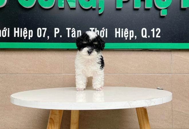 Poodle Toy - Màu Bò Sữa (MS 01)