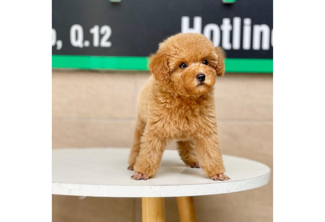 Poodle Toy - Màu Mơ (MS 03)