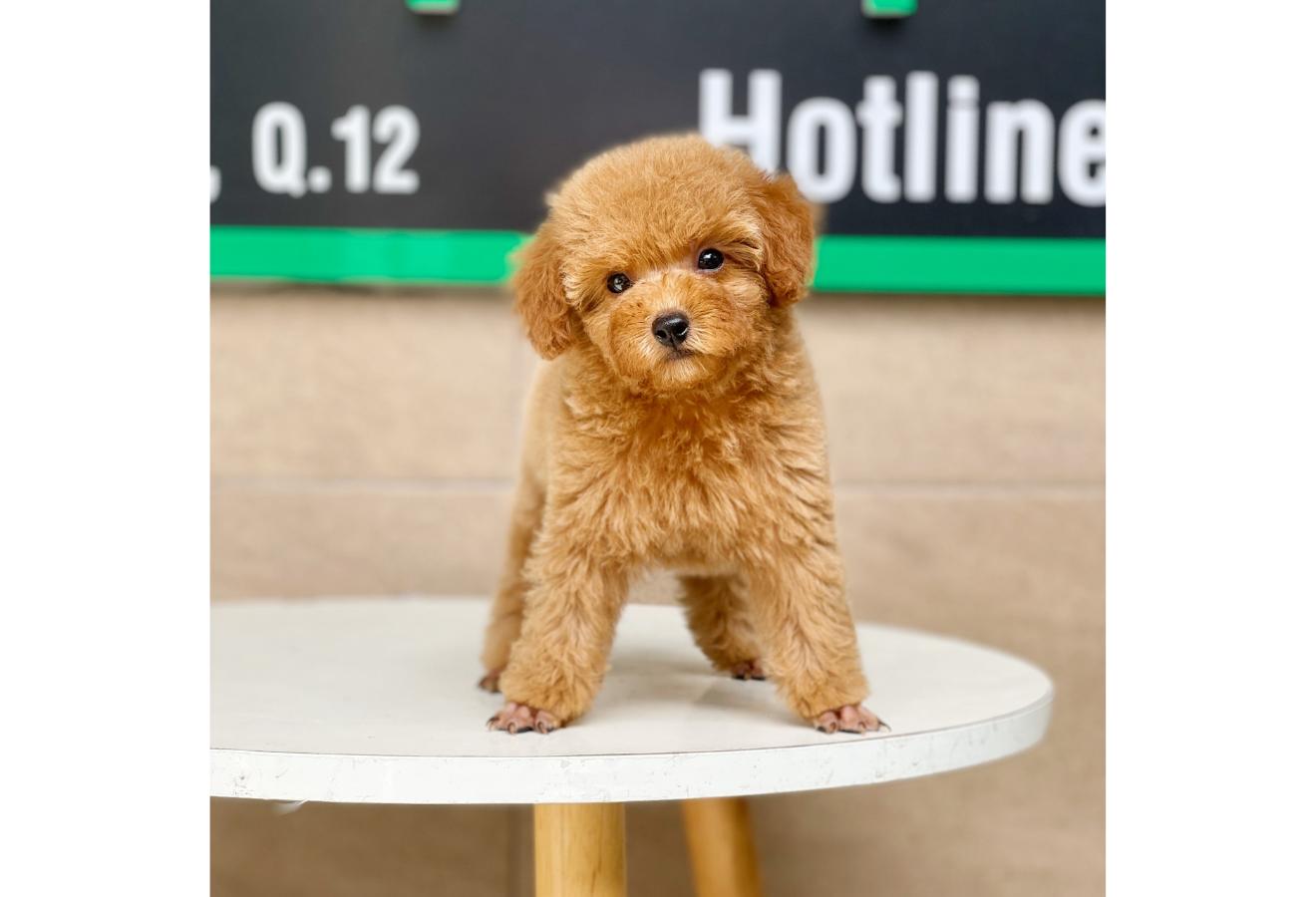 Poodle Toy - Màu Mơ (MS 03)