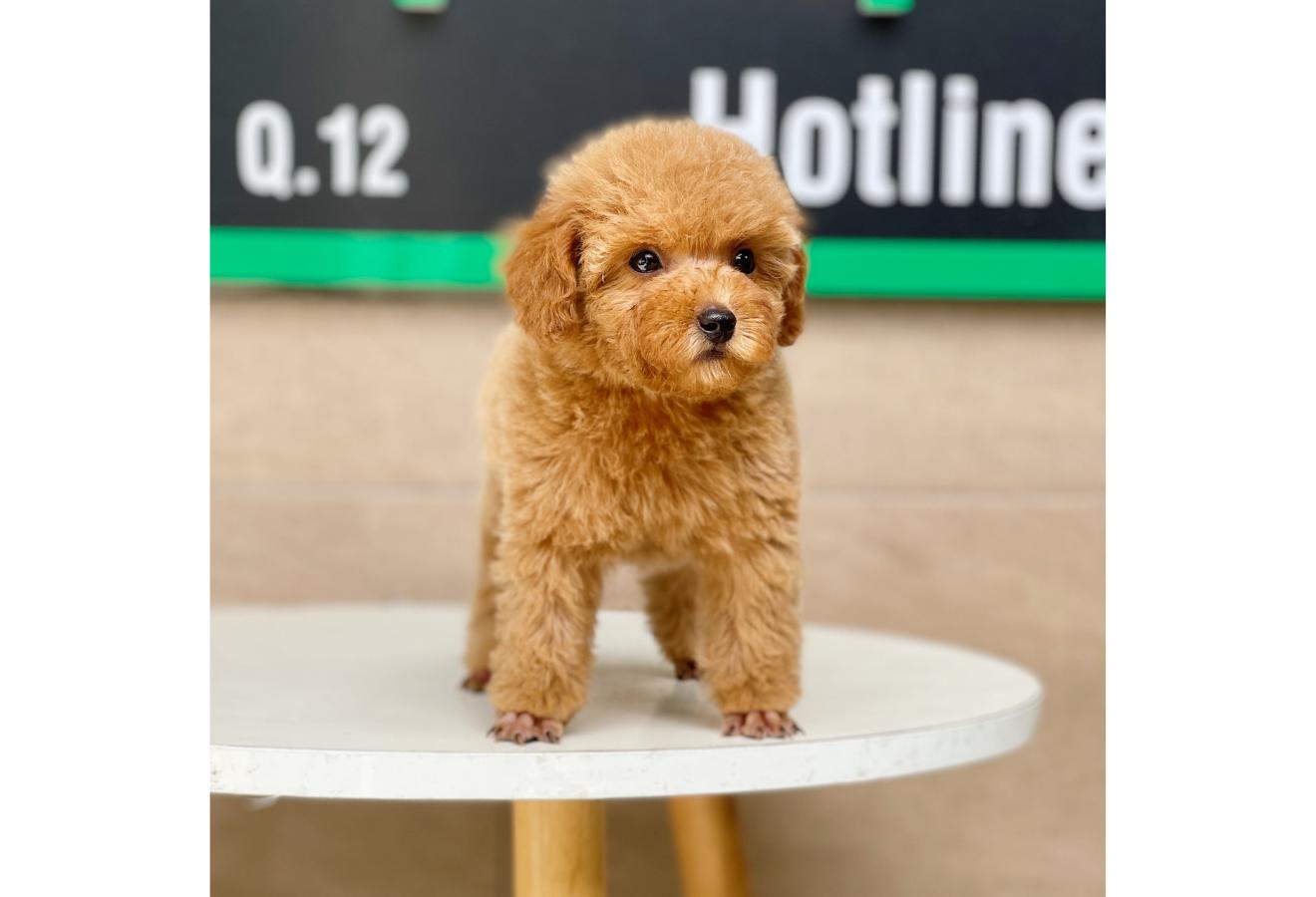 Poodle Toy - Màu Mơ (MS 03)