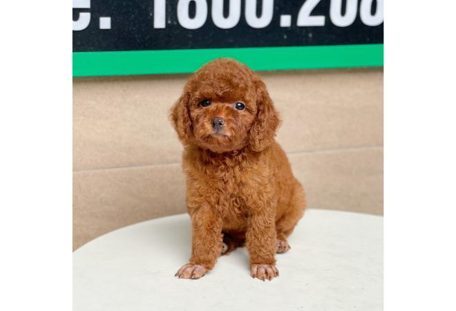 Poodle Toy - Màu Nâu (MS 01)