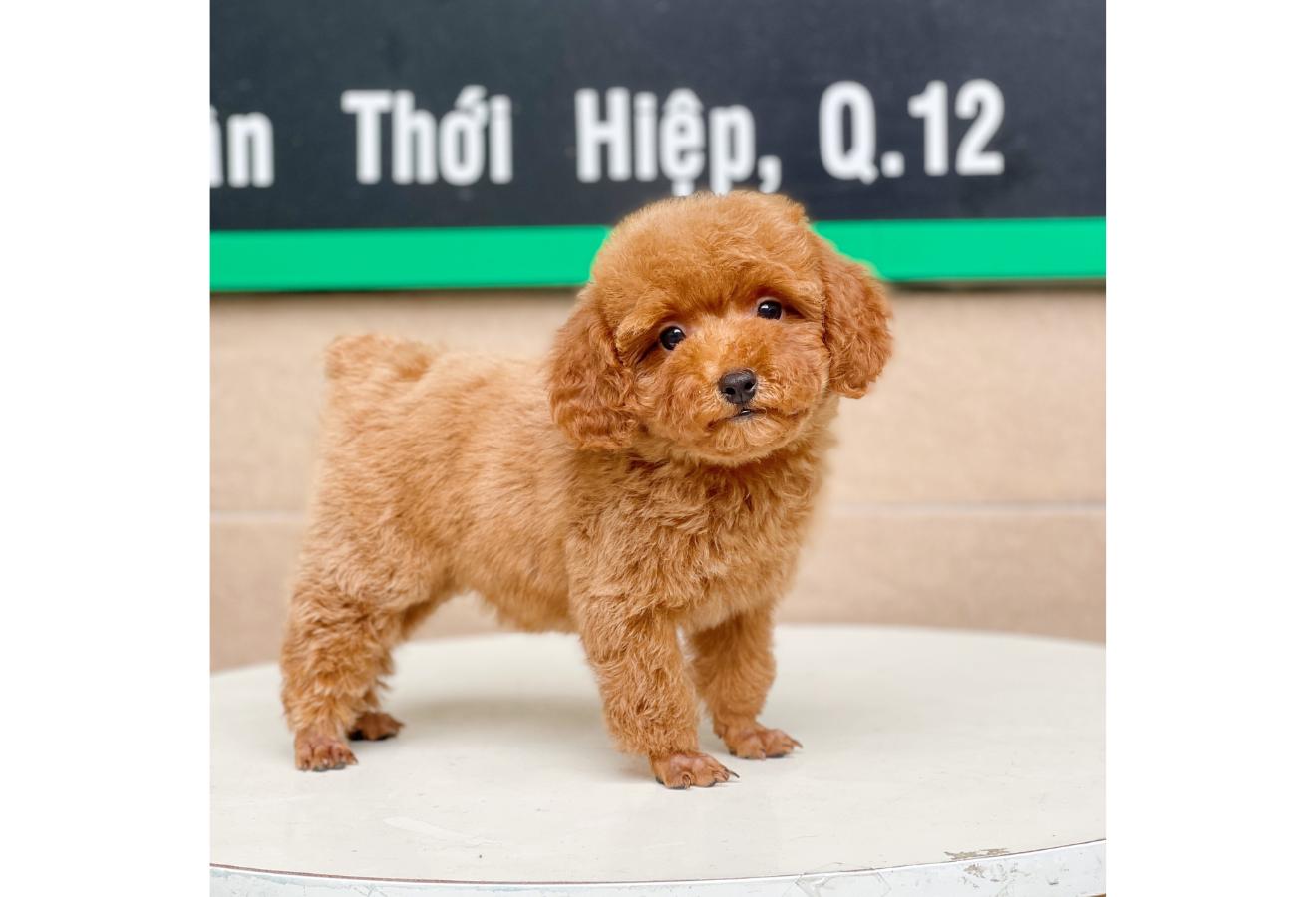 Poodle Toy - Màu Nâu (MS 02)