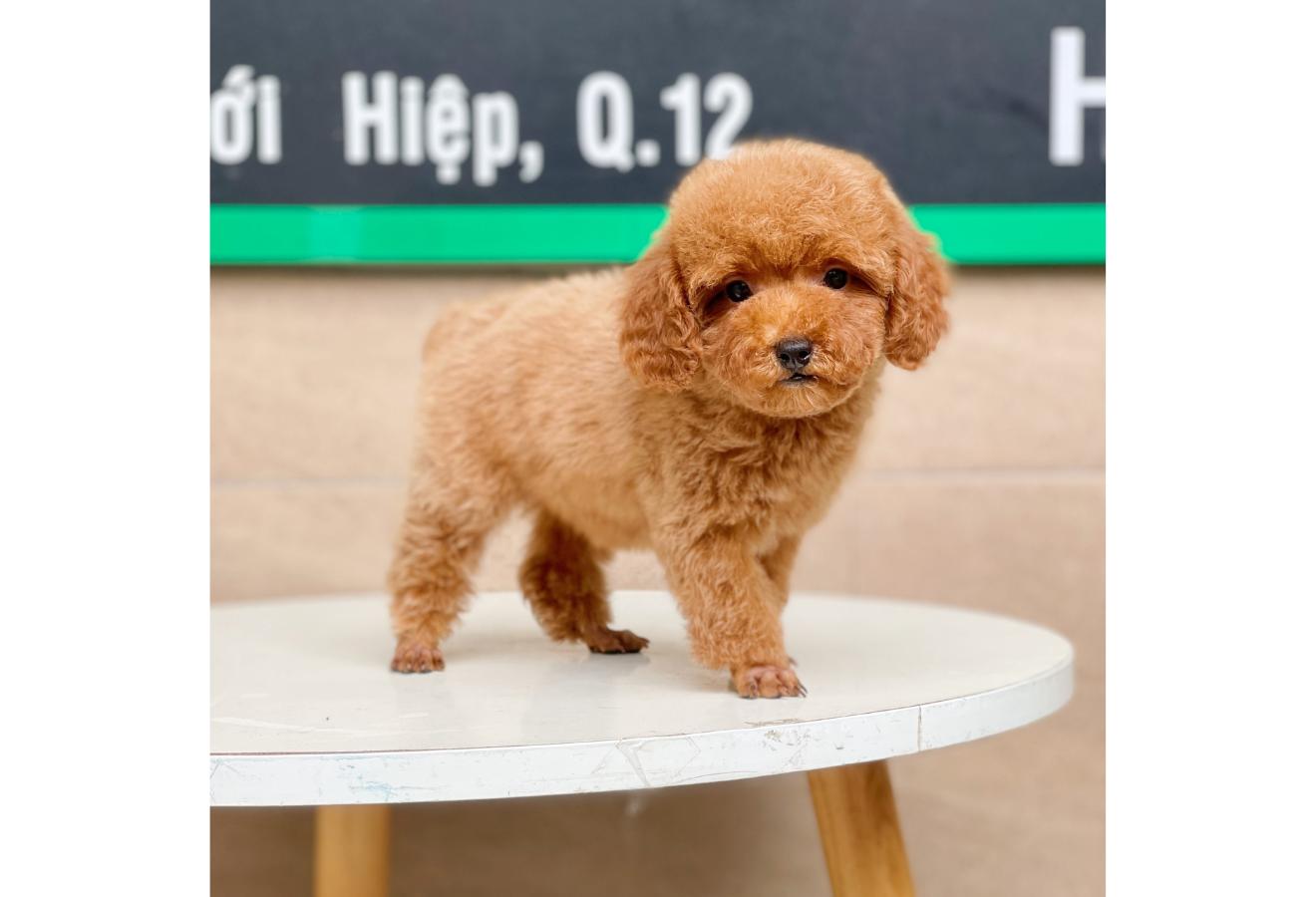 Poodle Toy - Màu Nâu (MS 02)